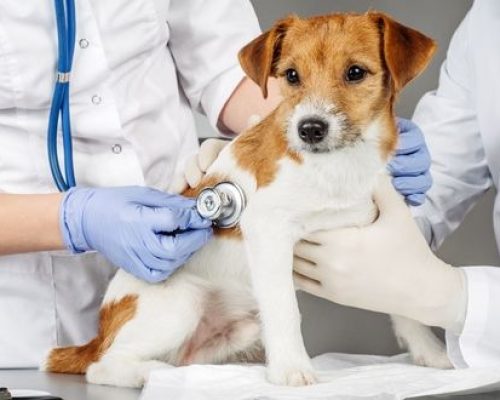 assurance soins santé animaux